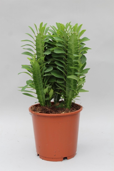 <h4>Euphorbia trigona</h4>