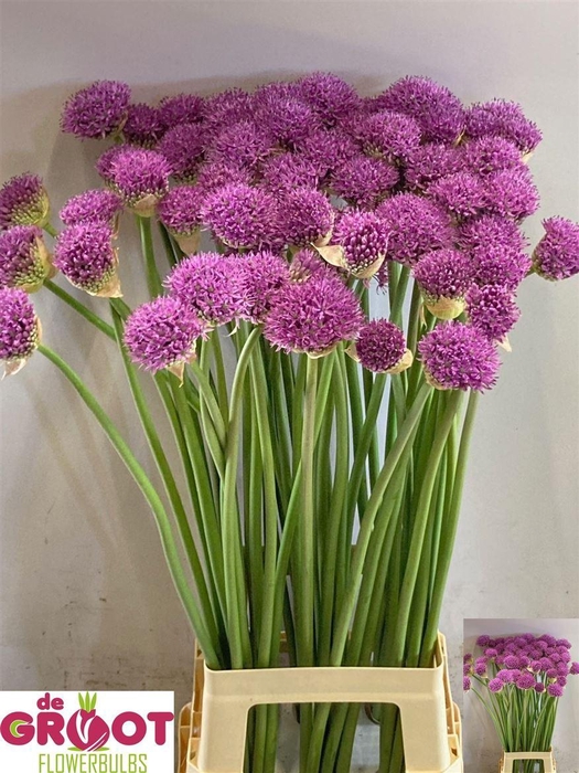 <h4>Allium Gladiator</h4>