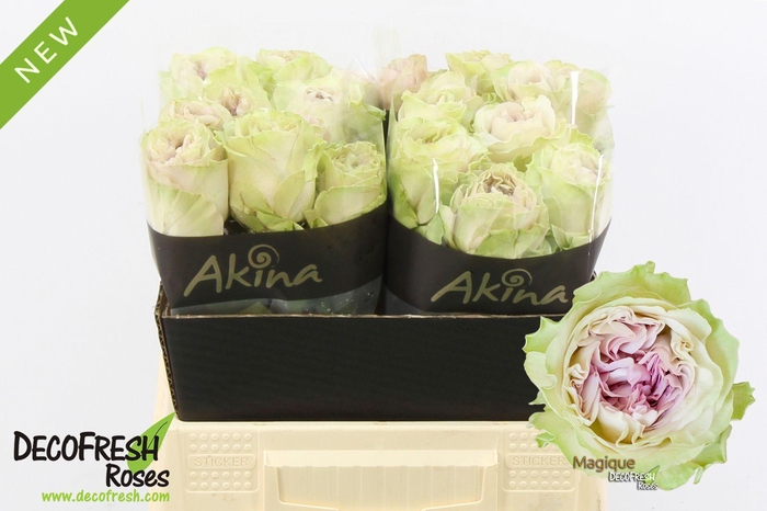 <h4>R Gr Magique</h4>