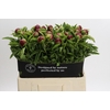 Paeonia Red Charm