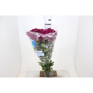 CRISANTEMO SANTINI QUINTY 080 CM