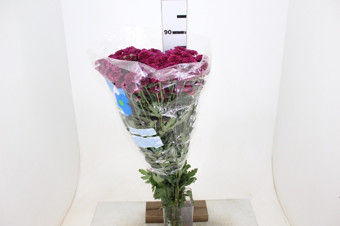 CRISANTEMO SANTINI QUINTY 080 CM