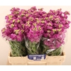 Matthiola incana 'Pink'