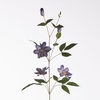 AF Clematis L82cm Purple