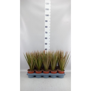 Dracaena marg. 'Bicolor'