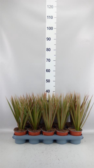 <h4>DRACAENA  'BICOLOR' KOPSTEK</h4>