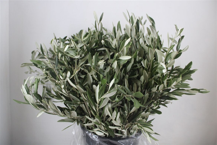 <h4>Olijf 400gr P Bunch</h4>