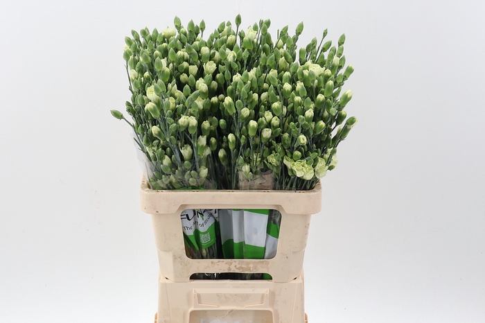 <h4>Di Tr Parsley sel x20</h4>