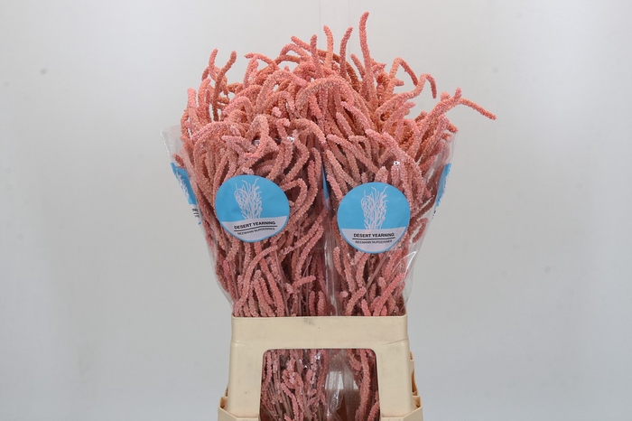 <h4>Amaranthus Yearming Desert Lady Pink</h4>