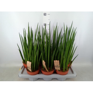 Sansevieria bacularis