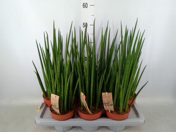 <h4>Sansevieria bacularis</h4>