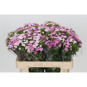 Dianthus Br Amazon Rose Magic