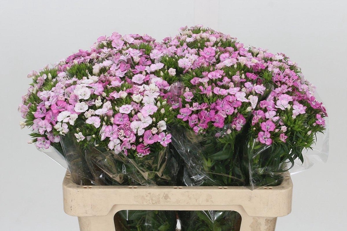 <h4>Dianthus Br Amazon Rose Magic</h4>