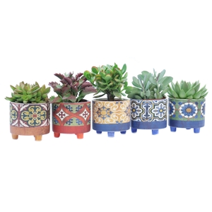 Succulent 10,5 cm in agadir sierpot