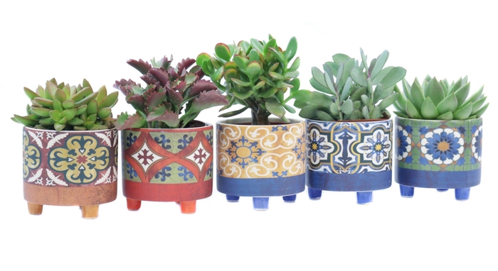 <h4>Succulent 10,5 cm in agadir sierpot</h4>