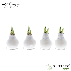 arr4 Amaryllis VH - Waxz Create White