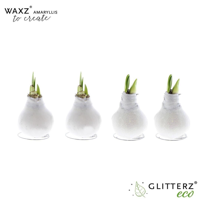 <h4>arr4 Amaryllis VH - Waxz Create White</h4>