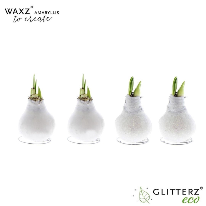 <h4>arr4 Amaryllis VH - Waxz Create White</h4>