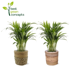 DYPSIS LUTESCENS