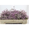 LIMONIUM 060 CM ROSA