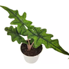 ALOCASIA JACKLYN P12