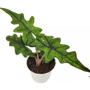 ALOCASIA JACKLYN P12