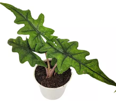 <h4>ALOCASIA JACKLYN P12</h4>