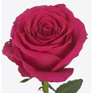 Rosa large flowered Good Vibes