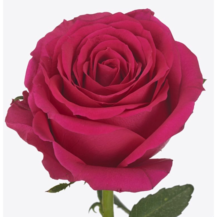 <h4>Rosa large flowered Good Vibes</h4>