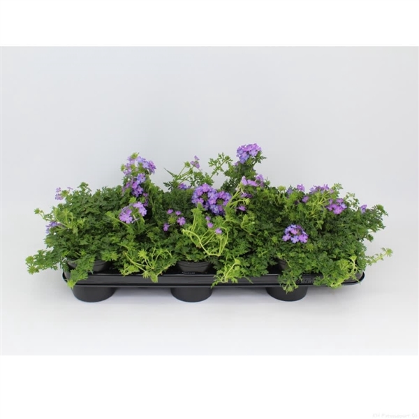 <h4>Verbena Magelana Lilac</h4>