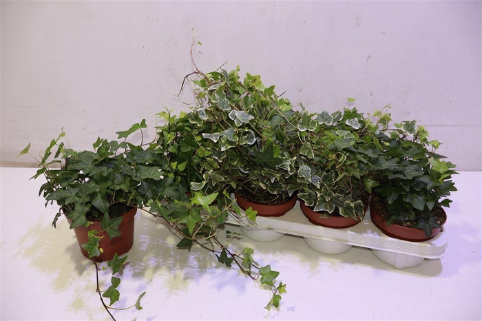 <h4>arr8 Hed He Gem 3 Srt</h4>