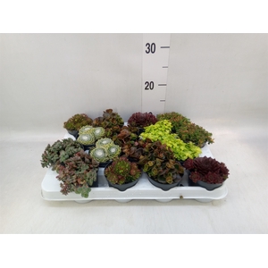 Sedum   ...