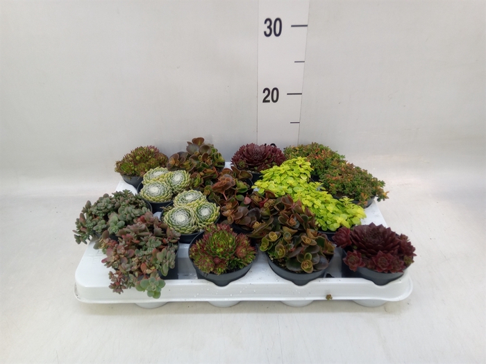 <h4>Sedum   ...</h4>