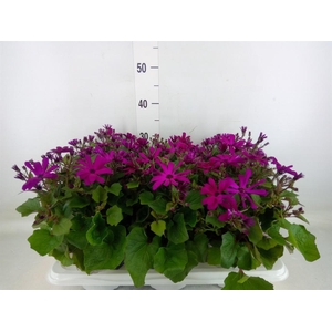 Pericallis cr. 'Mandala Magenta'