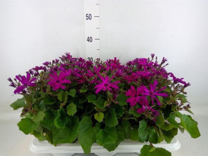 <h4>Pericallis cr. 'Mandala Magenta'</h4>