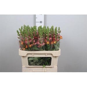 Antir Antibes Orange