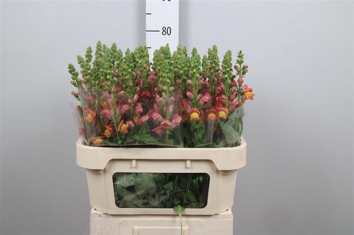 <h4>Antir Antibes Orange</h4>