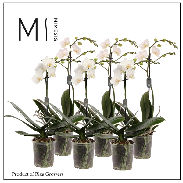 <h4>Mimesis Phal. Multi White - 1 spike 12cm</h4>