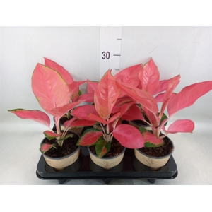 Aglaonema   ...