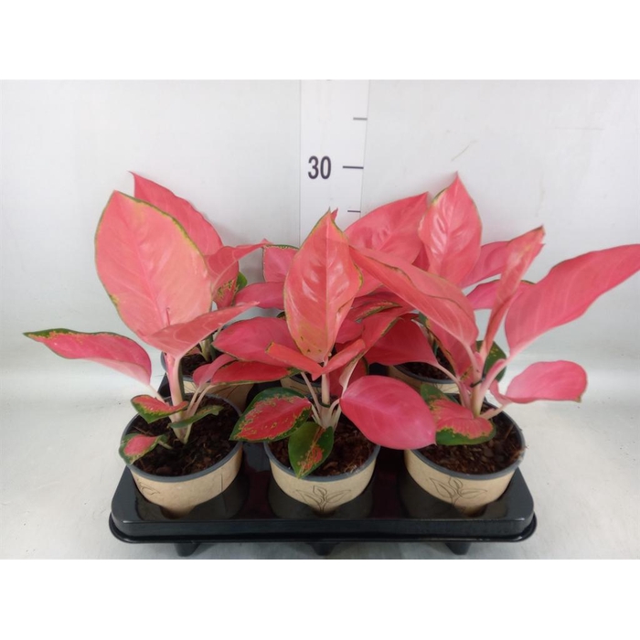<h4>Aglaonema   ...</h4>