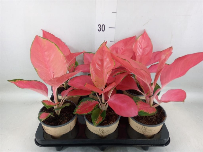 Aglaonema   ...