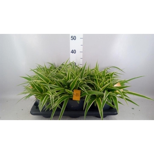 Chlorophytum com. 'Ocean'