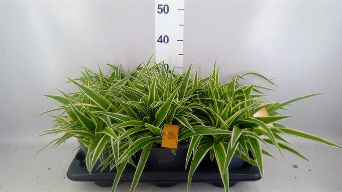 <h4>Chlorophytum com. 'Ocean'</h4>