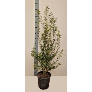 OLEA EUROPAEA