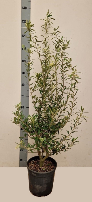 <h4>OLEA EUROPAEA</h4>