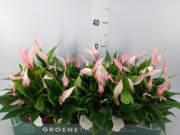 <h4>Anthurium andr. 'Lilli'</h4>