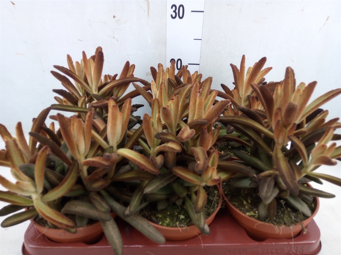 <h4>Kalanchoe NF tomentosa</h4>