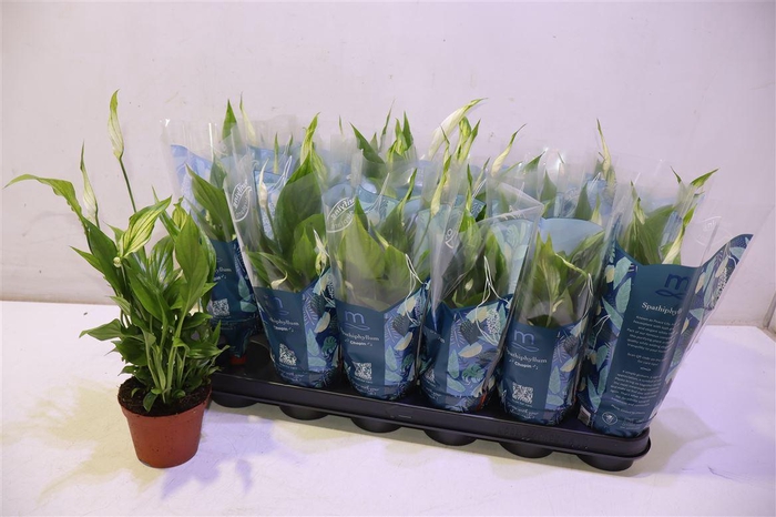 <h4>arr8 Spath Chopin</h4>