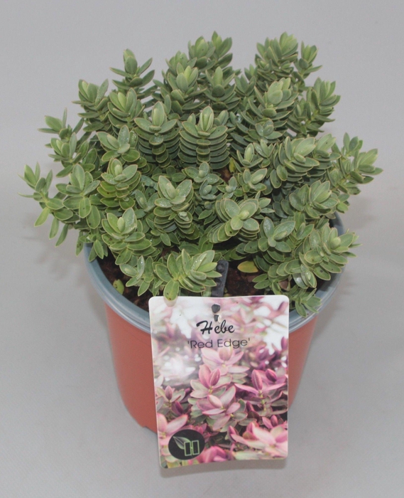 <h4>Hebe 'Red Edge' C2</h4>