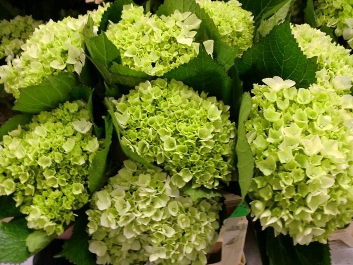 <h4>HORT LIMA</h4>